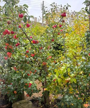 Garden- click for photo gallery